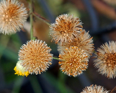 [More than a half-dozen fully-opened seed heads at the end of green stems are a mixture of light-brown centers with white edges. Some small light-brown seeds are visible, but the heads are mostly spiky spheres.]